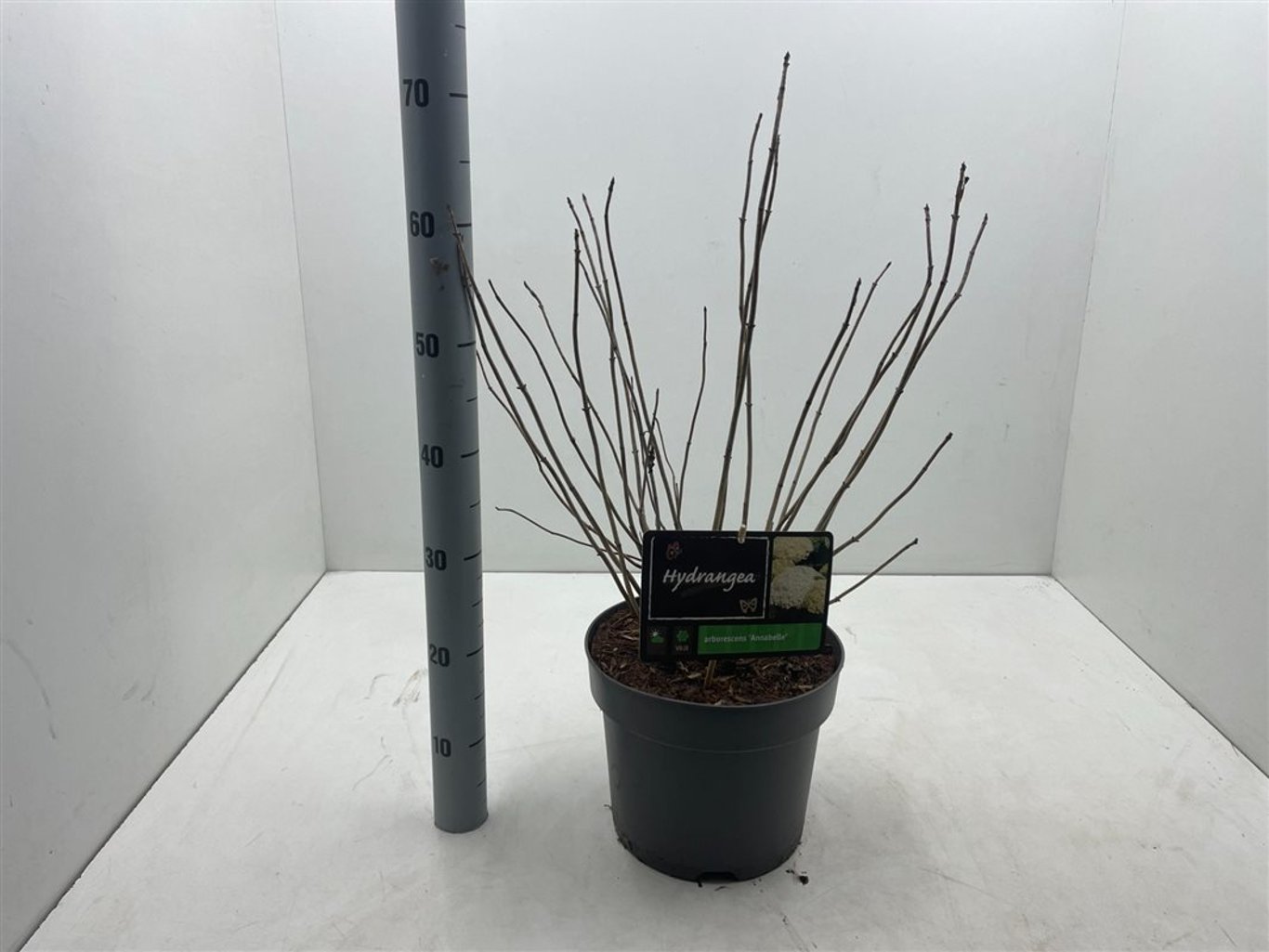 Hydrangea a. 'Annabelle' - C7,5